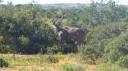 DSC06441_Kudu-550