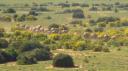 DSC06454_Olifanten-550