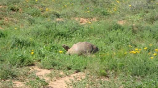 DSC06462_Schildpad-550
