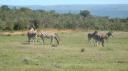 DSC06471_Zebra's-550