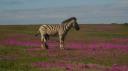 DSC06473_Zebra's-550