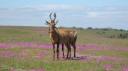 DSC06478_Hartenbeest-550