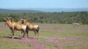 DSC06481_Zebra's en hartenbeest-550