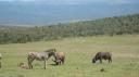 DSC06486_Zebra en buffel-550