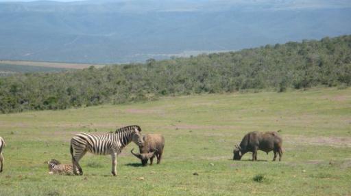 DSC06486_Zebra en buffel-550