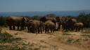 DSC06504_Olifant-550