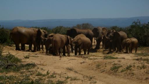 DSC06504_Olifant-550