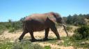DSC06510_Olifant-550