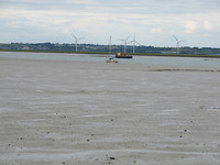 Courlis voor anker