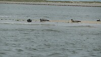 Toeschouwers op oostpunt Borkum