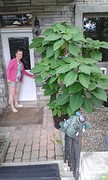 IMG-20160908-WA0002