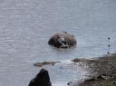 IMG_3192-550