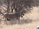 IMG_3203-550