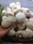 Van Parijse naar Frankrijkse champignons