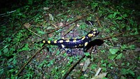 Vuursalamander