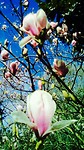 Tulpenboom