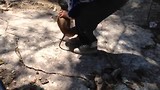 Aapje