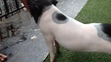 Baby Piggy