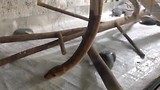Snaketemple Penang