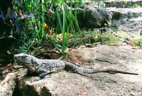 Leguaan aan de cenote
