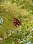 Bijennest boven ons hoofd in de bomen