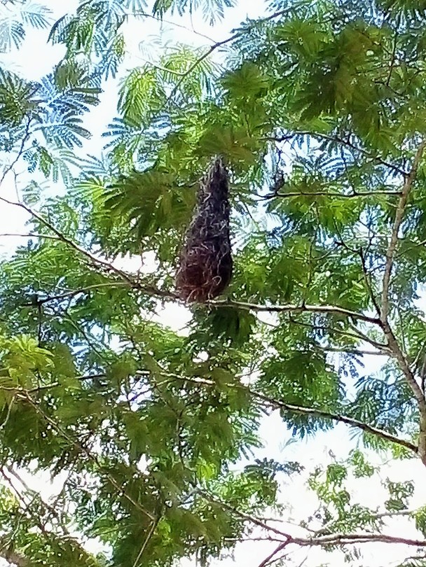 Hangende vogelnest