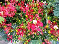 Mooie bloemen