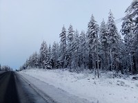 Overal besneeuwde dennebomen
