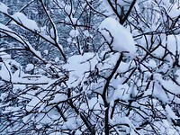 Sneeuw in de natuur