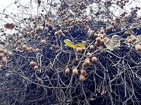 Grote joekels van kiwi's
