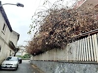 Kiwi-straat