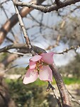Eerste en enigste amandelbloem