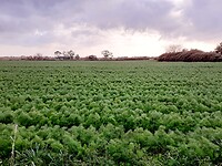Veld venkels