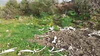 Skelet aan de Etna