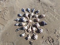 Strand in Vieste ligt vol van deze twee typerende schelpen