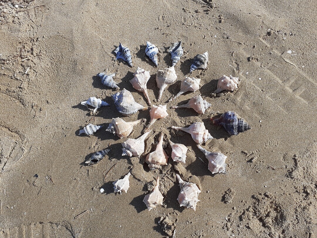 Strand in Vieste ligt vol van deze twee typerende schelpen
