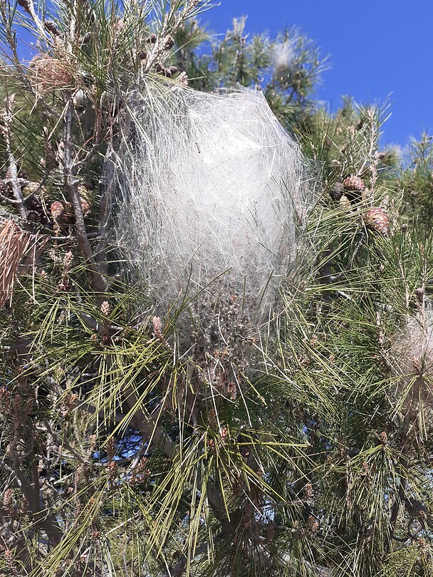 Nest van processie-rups