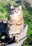 Milou