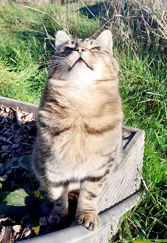 Milou