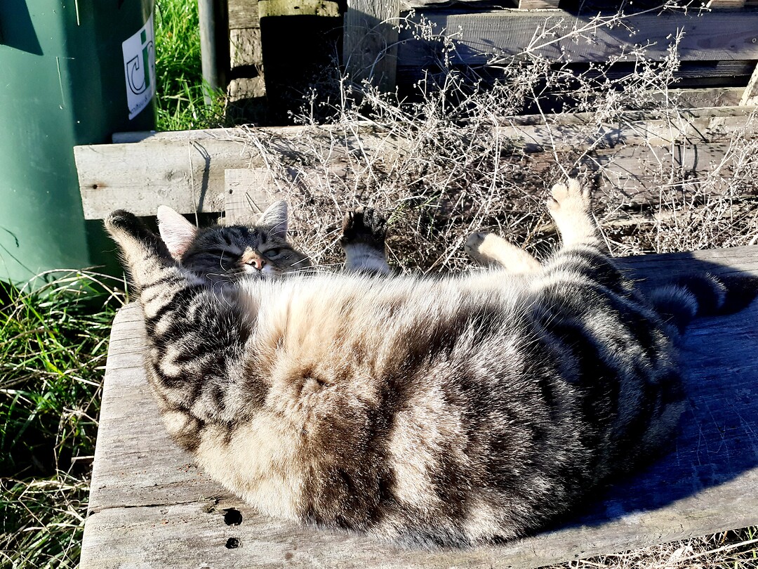 Dikke Milou