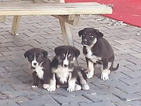Puppy's