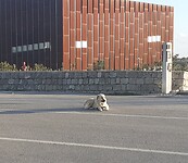 Hond slaapt midden op de baan