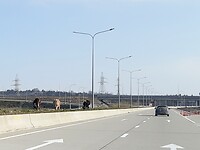 Koeien op de middenberm van autostrade
