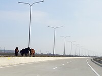 Paarden op middenberm van de snelweg