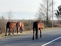 Paarden op een baan waar je 80 mag