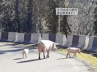 Biggetjes en mama op de weg