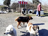 Dierenvriend helpt honden