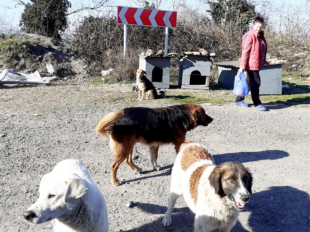 Dierenvriend helpt honden