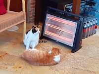 Katten weten waarom