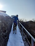 Hond loopt makkelijker op sneeuw dan een mens